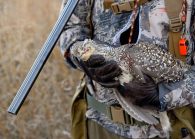 Sharptail Grouse